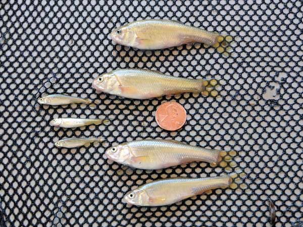 This is 10-month growth of a smallmouth fingerling.